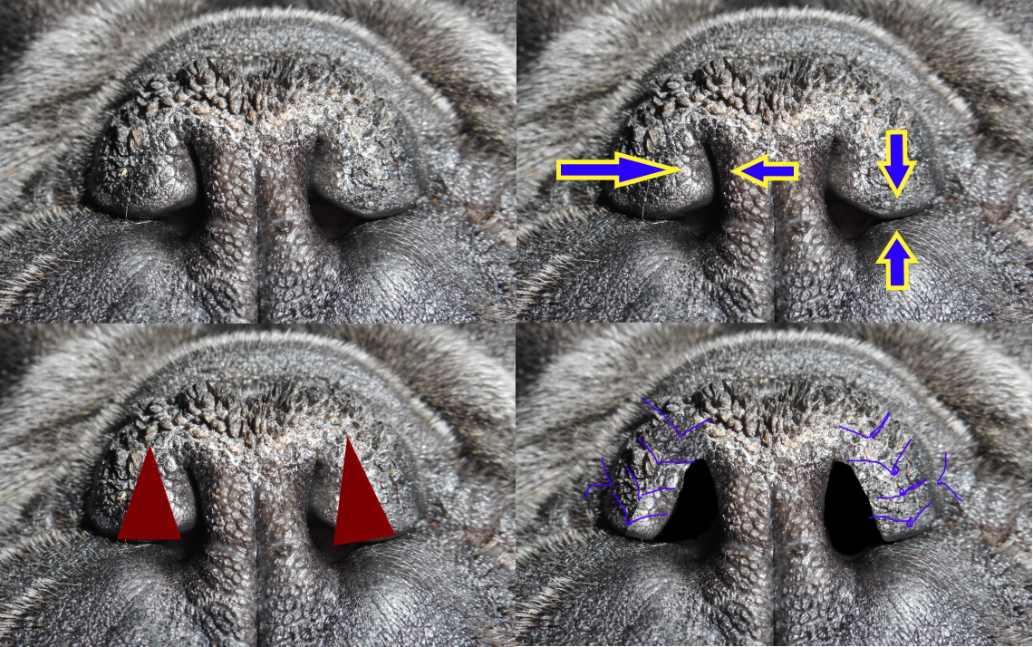 BOAS Applecross Veterinary Hospital